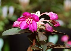 R.baileyi Glenarn